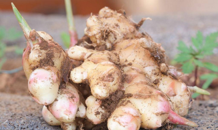 4 loại củ, hạt cực bổ dưỡng khi mọc mầm, vứt đi chỉ có tiếc hùi hụi