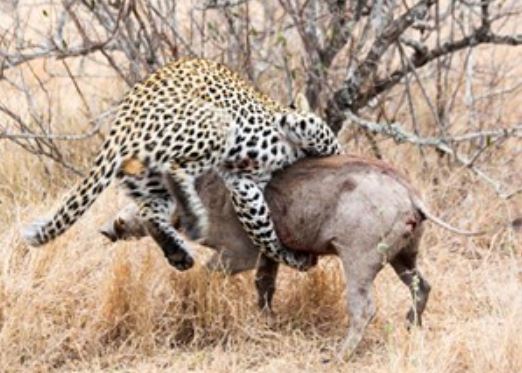 Clip: Màn săn heo rừng vô cùng lợi hại của báo