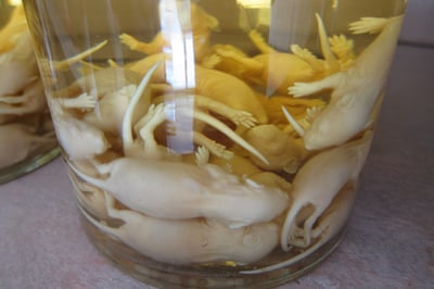 12 loại đồ uống kinh dị trên thế giới, chỉ người can đảm mới dám uống