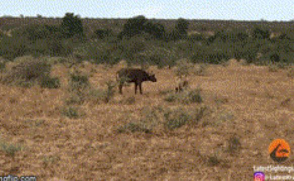 Mồi tới miệng, vì sao cặp sư tử vội bỏ chạy thục mạng?