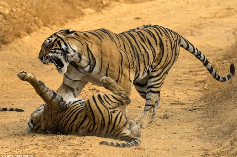 Hổ mẹ điên tiết liên tác tát vào mặt con mình.