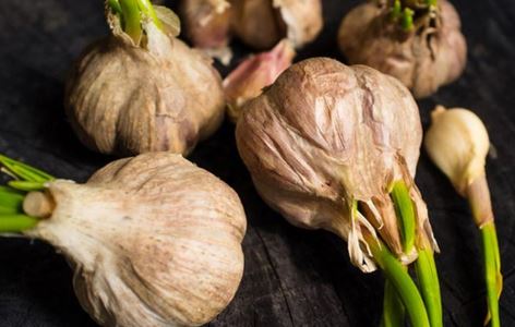 Thường xuyên ăn tỏi mọc mầm rất tốt cho sức khỏe