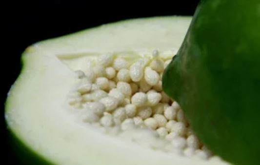 3 bài thuốc giúp "đánh tan" sỏi thận bằng đu đủ mà không phải ai cũng biết