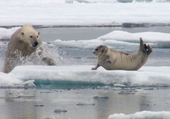 Clip: Hải cẩu chết thảm trước gấu trắng vì… quá “béo”