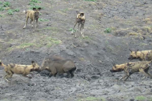 Clip: Heo rừng chiến đấu với bầy chó hoang