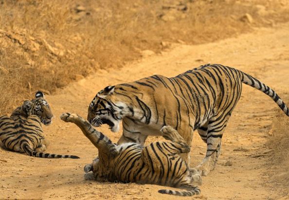 Hổ con nhận cái kết “đắng” vì cả gan chọc tức mẹ mình