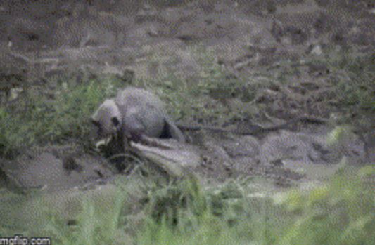 Bị cá sấu cắn chặt không buông, khỉ quyết 'tử chiến' và cái kết khó tin