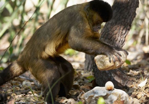 Clip: Khỉ thông minh biết dùng đá làm búa đập thức ăn