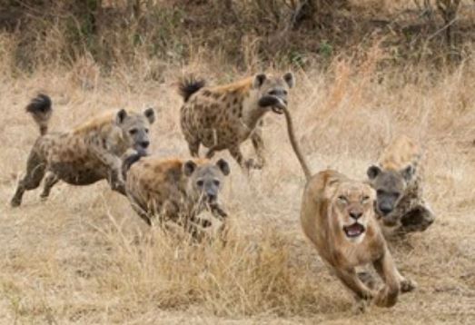 Clip: Bầy linh cẩu vây giết sư tử