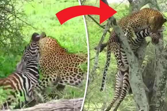 Clip: Báo hoa mai “xử đẹp” ngựa vằn trong nháy mắt