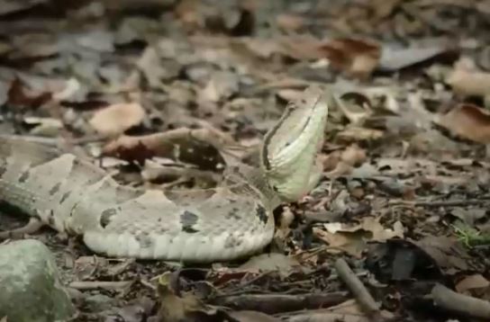 Báo đốm đụng độ 'rắn ba bước' cực độc, kẻ nhận án tử lại là 'người thứ ba'