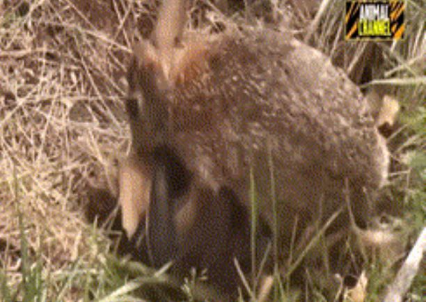 Thấy rắn độc chuẩn bị xơi tái đàn con, thỏ mẹ lao tới điên cuồng tấn công