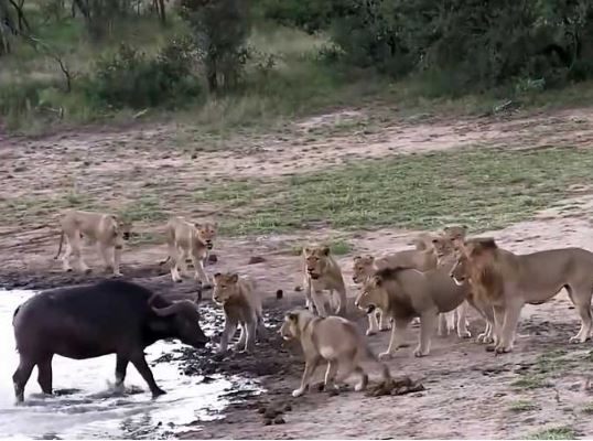 Clip: Bầy sư tử “mất ăn” khi trâu rừng dù võ sở trường