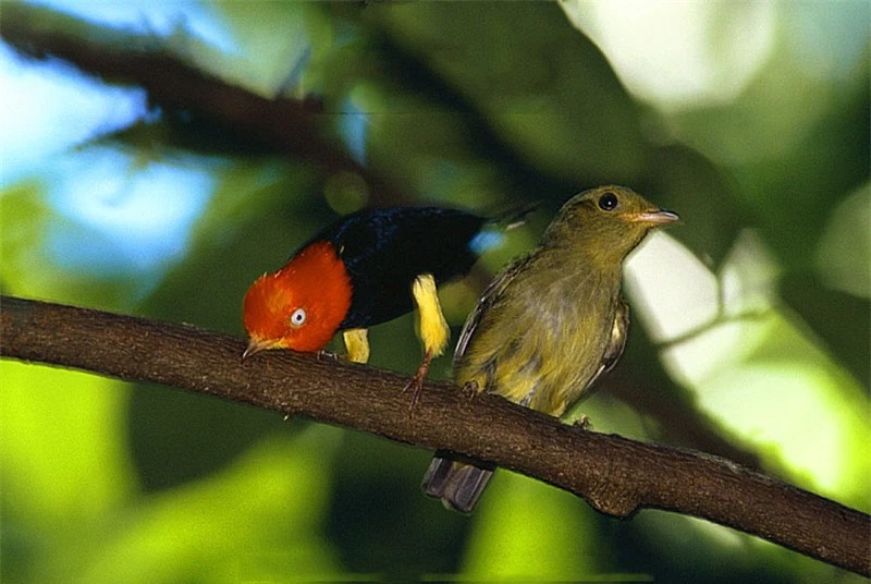 Chim Manakin quyến rũ bạn tình.