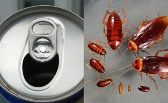 Chỉ 1 lon bia uống dở đã diệt cả đàn gián: Không cần dùng hóa chất, không tốn tiền chị em làm ngon ơ