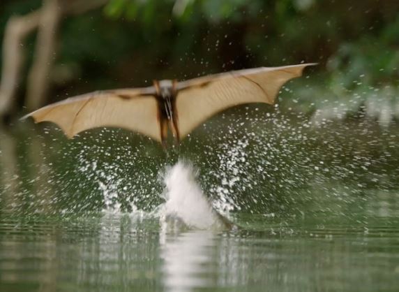 Clip: Cá sấu lao lên không tóm gọn dơi quạ