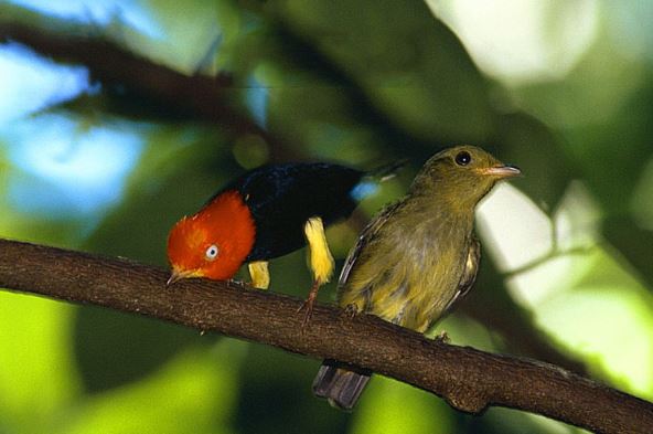 Clip: Loài chim dùng điệu nhảy huyền thoại của Michael Jackson để… “tán gái"