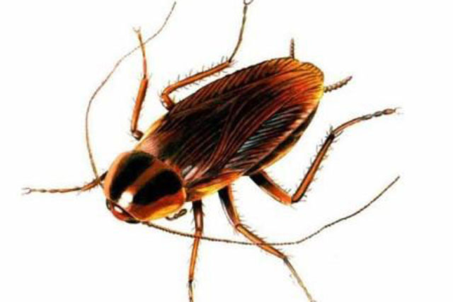 Mẹo hay diệt sạch côn trùng trong nhà tắm