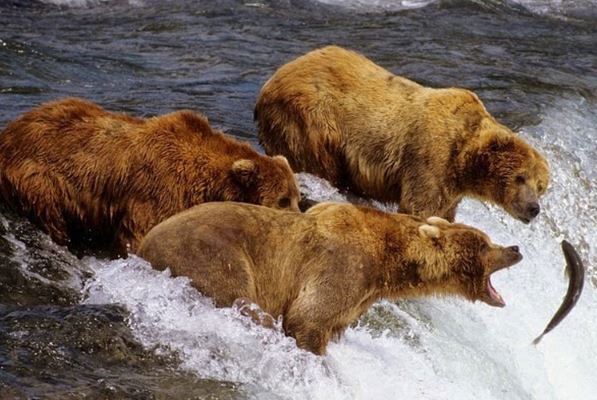 Clip: Gấu xám săn cá hồi đỏ trên đỉnh thác