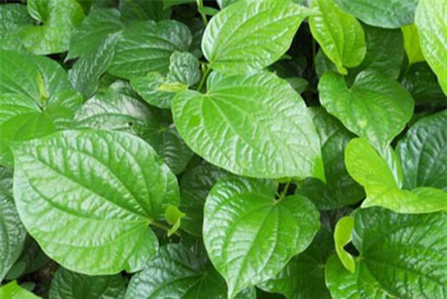 3 loại bệnh chỉ cần dùng lá lốt là chữa khỏi