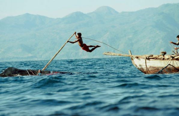 Clip: “Rợn người” với màn săn cá voi khổng lồ