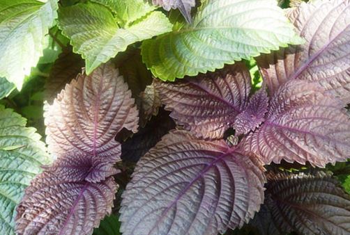 4 cách trị cảm cúm nhanh mà đơn giản nhất