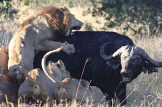 Clip: Bầy sư tử “toát mồ hôi” săn giết trâu rừng