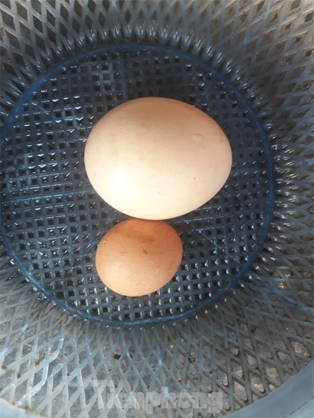 Kỳ lạ gà trống đẻ trứng nhỏ chỉ bằng đồng xu ảnh 1