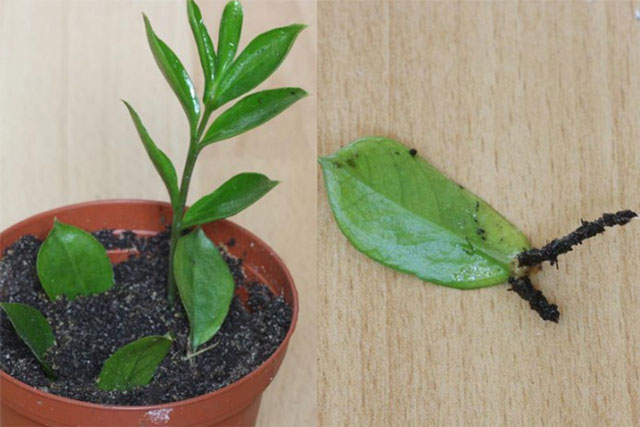 Ngắt lá lưỡi hổ và kim tiền cắm xuống đất, tha hồ nhân giống mà không tốn một xu