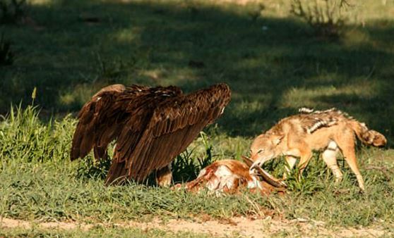 Cận cảnh màn đại chiến giành mồi của kền kền và chó rừng