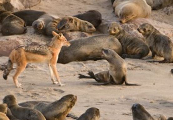 Clip: 40 chú chó hoang xé xác hải cẩu con