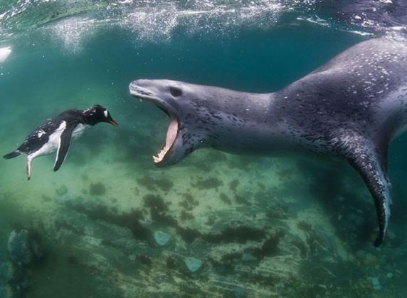 Clip: Hải cẩu săn giết chim cánh cụt