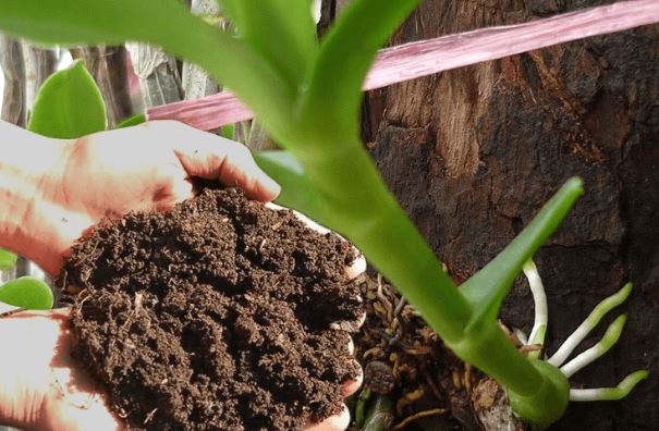 Chẳng cần tốn tiền mua phân bón, dùng 5 thứ ‘bỏ đi’ này cũng giúp cây xanh tốt