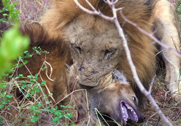 Clip: Bầy sư tử sát hại linh cẩu dã man