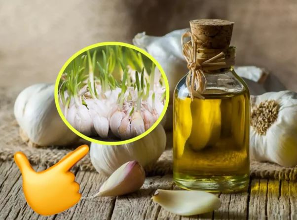 Tỏi cực nhanh mọc mầm, bóp thứ này vào rồi cất, để cả năm vẫn tươi nguyên