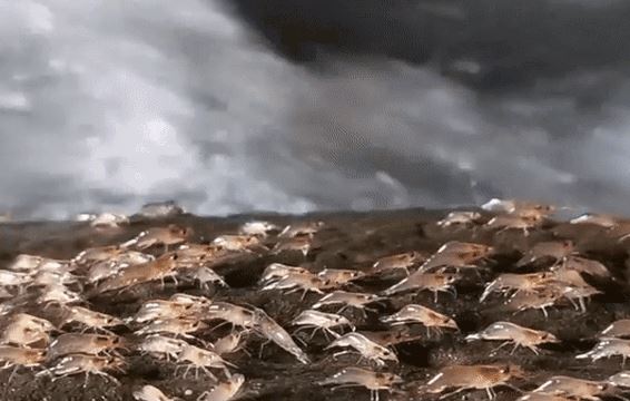 Bất ngờ loại hải sản có thể lấy vỏ làm ‘vũ khí’ bảo vệ môi trường - Việt Nam đang là ‘vua xuất khẩu’