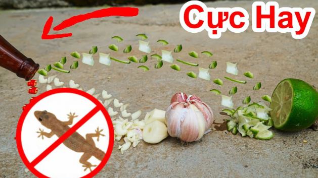 8 cách đuổi thạch sùng ra khỏi nhà an toàn, không cần dùng hóa chất độc hại