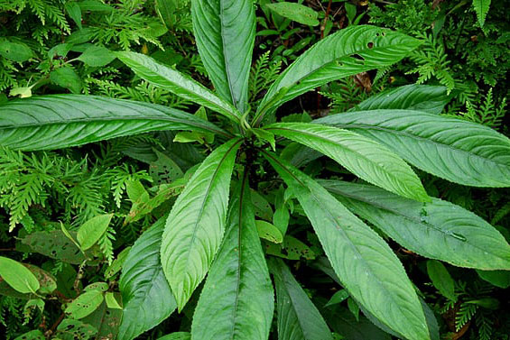 3 loại rau củ rẻ như cho, bán đầy chợ nhưng lại là "cứu tinh" của xương khớp