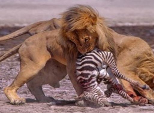 Clip: Sư tử đực xé xác ngựa vằn con mới sinh