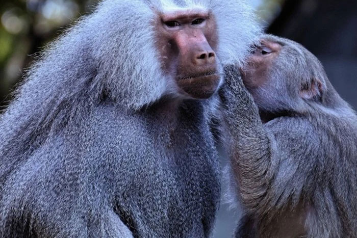 Trêu chọc 'mỹ hầu vương', du khách sứt đầu mẻ trán