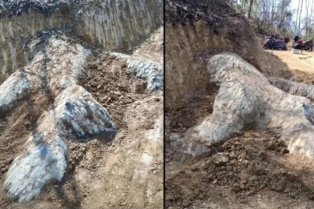 Đang làm đường, phát hiện 'móng rồng' khổng lồ gây xôn xao