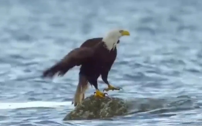 Cậy mạnh, 'chúa tể bầu trời' bẽ mặt khi chạm trán loài cua