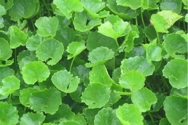 Hướng dẫn chăm sóc da với rau má