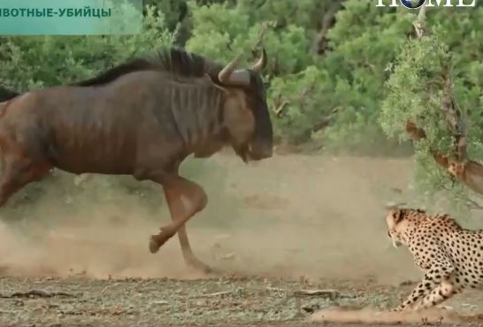 Linh dương đầu bò “đơn phương độc mã” đánh bật cả làng báo săn