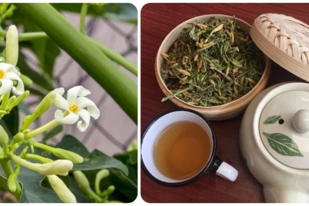 Tác dụng bất ngờ của nước hoa đu đủ đực