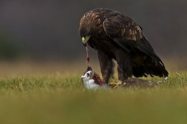 Clip: Đại bàng giết gà gô trong chớp mắt