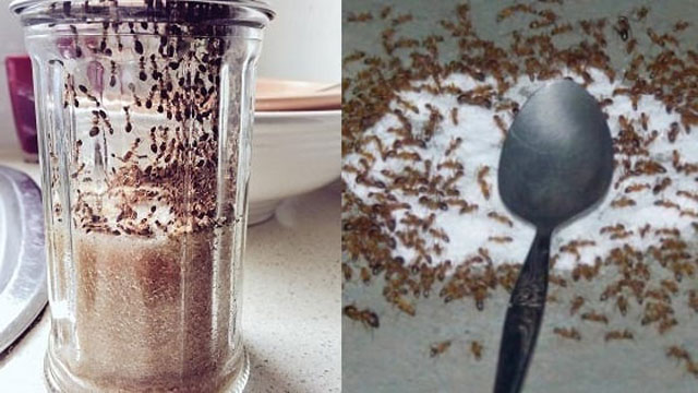 Dùng chiếc thìa inox đuổi sạch kiến trong lọ đường, đơn giản mà vô cùng hiệu quả
