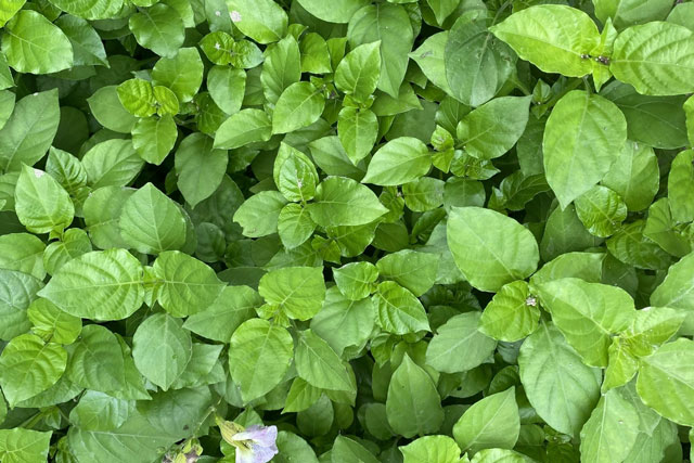 Những công dụng của rau ngót Nhật