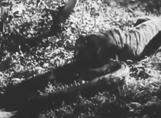 Trăn vua kịch chiến với mãnh hổ, ai là kẻ chiến thắng?