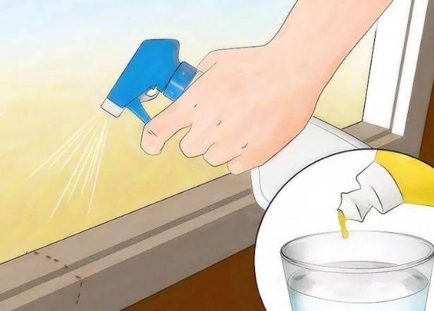 6 cách an toàn để đuổi kiến ra khỏi nhà bạn, dùng 10 lần hiệu quả cả 10